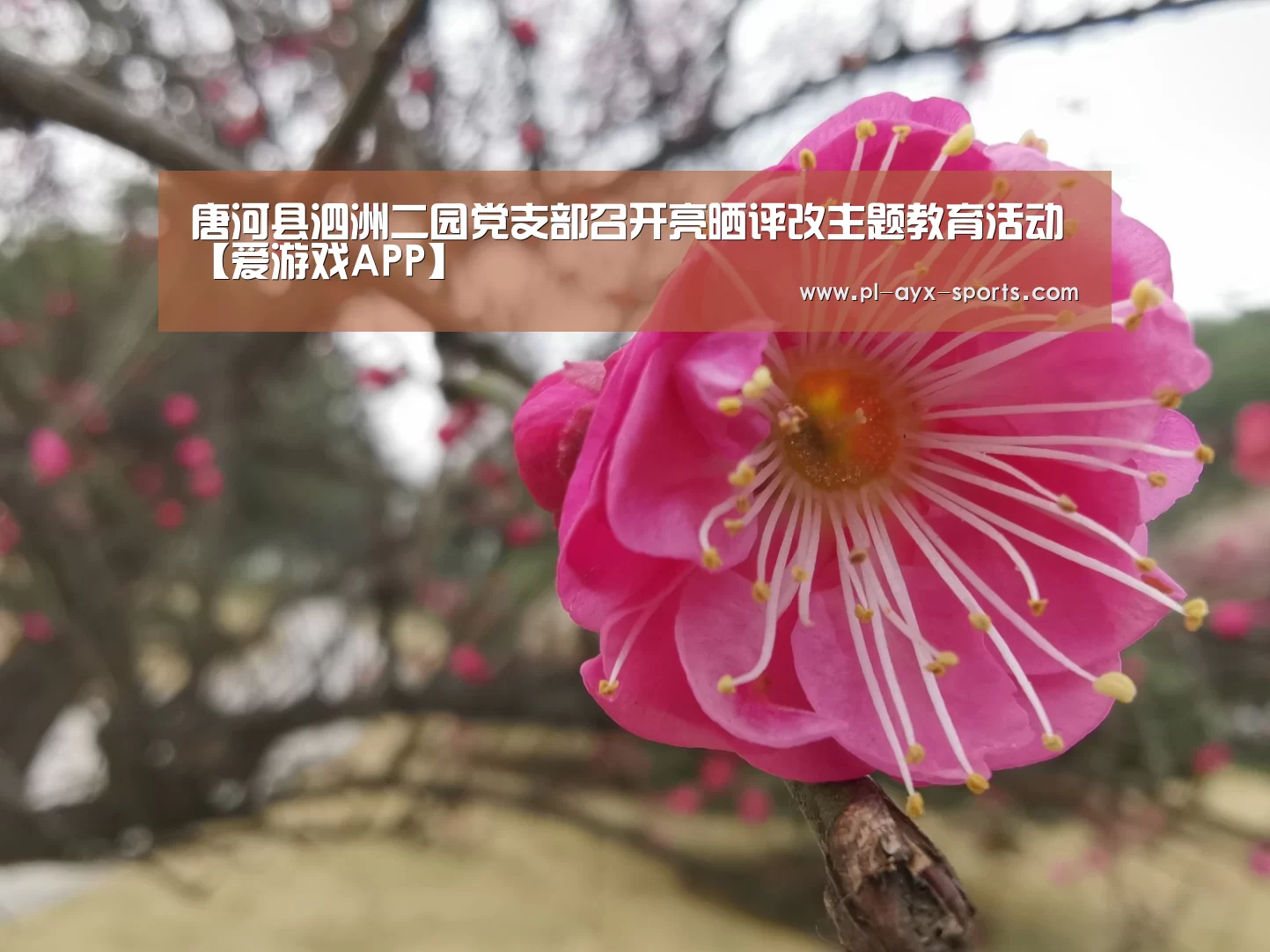 爱游戏APP